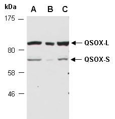 QSOX1 Antibody Western (Abiocode)