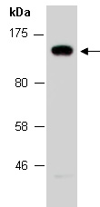 KIRREL3 Antibody Western (Abiocode)