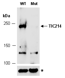 TIC214 Antibody Western (Abiocode)