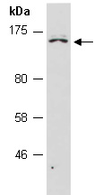 EGF Antibody Western (Abiocode)