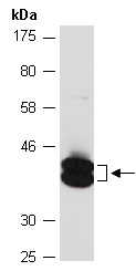 ERK1 Antibody Western (Abiocode)