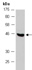 HOMER1 Antibody Western (Abiocode)