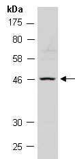 TICAM2 Isoform 2 Antibody Western (Abiocode)