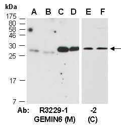 GEMIN6 Antibody Western (Abiocode)