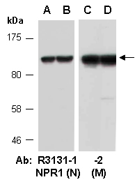 NPR1 Antibody Western (Abiocode)