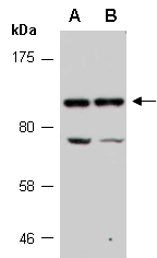 NLRC4 Antibody Western, Abiocode