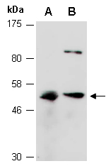 IRF8 Antibody Western (Abiocode)