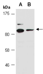 RFWD2 Antibody Western (Abiocode)