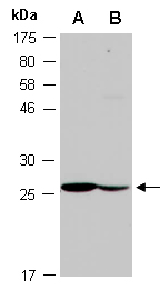 CD9 Antibody Western (Abiocode)