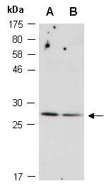 MXD4 Antibody Western (Abiocode)