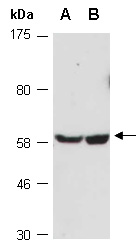 NOSTRIN Antibody Western (Abiocode)