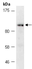 MIB1 Antibody Western (Abiocode)