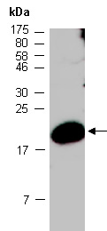 ID4 Antibody Western (Abiocode)