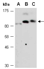 SIK1 Antibody Western (Abiocode)