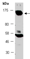 EGF Antibody Western (Abiocode)