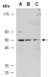 CD84 Antibody Western (Abiocode)