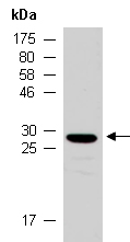 XBP1 Antibody Western (Abiocode)