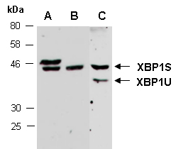 XBP1 Antibody Western (Abiocode)