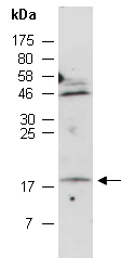 GADD456 Antibody Western (Abiocode)
