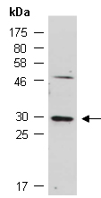 CD40LG Antibody Western (Abiocode)