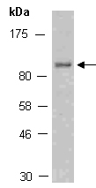 STAT5A Antibody Western (Abiocode)