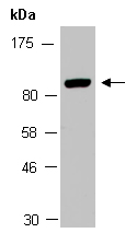 STAT5A Antibody Western (Abiocode)