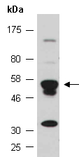 RUNX1 Antibody Western (Abiocode)
