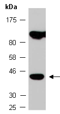 SOX3 Antibody Western (Abiocode)
