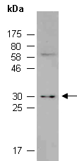 CDX1 Antibody Western (Abiocode)
