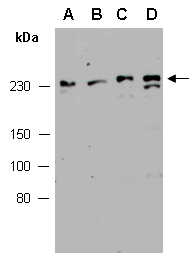 TP53BP1 Antibody Western (Abiocode)