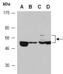TPTE2 Antibody Western (Abiocode)