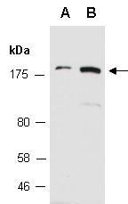 INF2 Antibody Western (Abiocode)