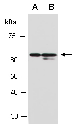 GEN1 Antibody Western (Abiocode)