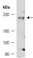 MED1 Antibody Western (Abiocode)
