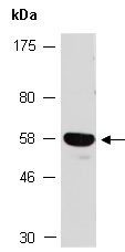 MBTPS2 Antibody Western (Abiocode)