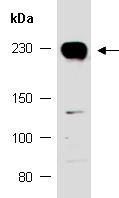 ROBO1 Antibody Western (Abiocode)