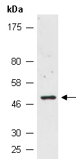 SOX10 Antibody Western (Abiocode)