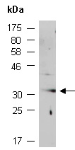 MXI1 Antibody Western (Abiocode)
