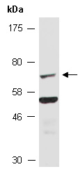 CDC25A Antibody Western (Abiocode)