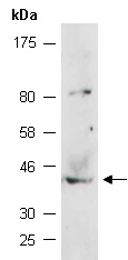 CCNE2 Antibody Western (Abiocode)
