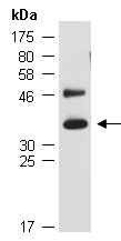 ERCC1 Antibody Western (Abiocode)