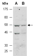 RBFOX2 Antibody Western (Abioocde)