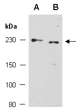 DOCK9 Antibody Western (Abiocode)