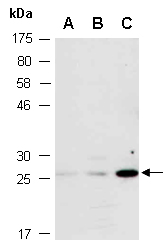 GITR Antibody Western (Abiocode)
