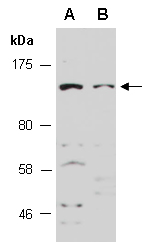 SPN Antibody Western (Abiocode)