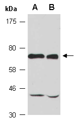 NAE1 Antibody Western (Abiocode)