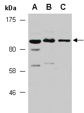 STAT4 Antibody Western (Abiocode)