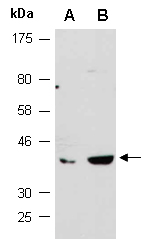 IKBA Antibody Western (Abiocode)