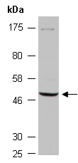 POU4F1 Antibody Western (Abiocode)