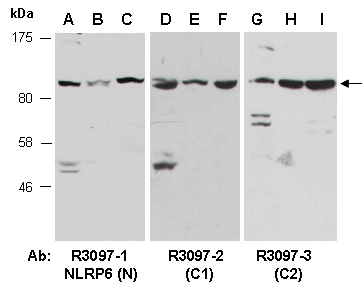 NLRP6 Antibody Western (Abiocode)